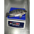 WGS Frozen Black Tilapia